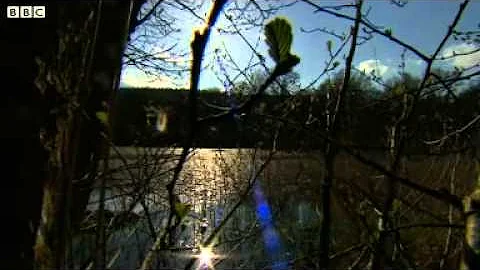 BBC News  Wild boar cull planned for Forest of Dean.mp4_2