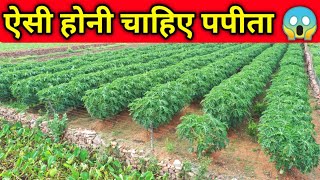 पथरीली जमीन में पपीता की दमदार खेती। Best Papaya farm | Intercroping | Drip irrigation system