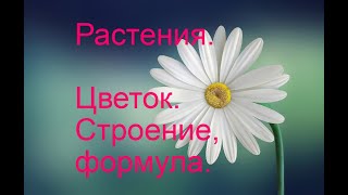 Строение цветка. Формула цветка. Строение цветка. Формула цветка.