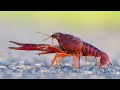 Crustacean Biology and Ecology
