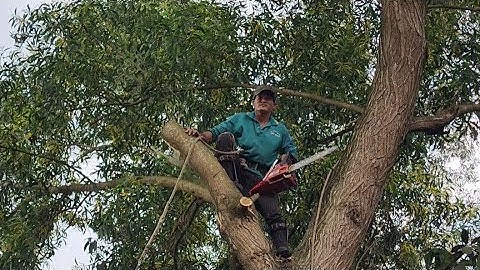 Chú  tính  cưa  cây  tràm  bông  vàng  nghiên  vào  nhà  .Cưa  cây  kỷ  thuật  cao