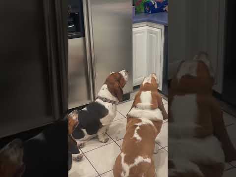 Video: De trendy nieuwe soort honden traktatie Basset Hounds Go Nuts For