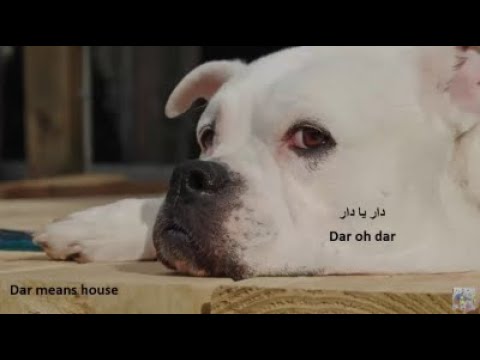 🐶 Watch the dog's sad eyes, 🐶شاهد عيون الكلب الحزينة