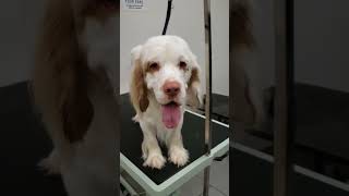 Phoenix the nervous rare breed Clumber Spaniel #doggrooming