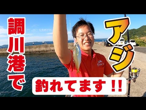 調川港でサビキ釣り!!【つり具のまるきん釣り情報】