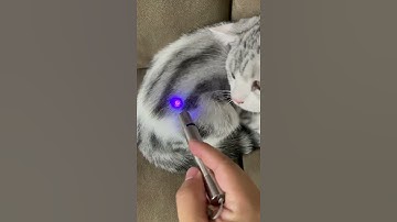 3-In-1 Pet Laser Pointer USB Rechargeable Laser Light Funny Cat Chaser Stick Interactive Laser Pen