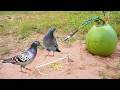 Amazing Unique Bird Trap Using Coconut & Wood - How To Trap Bird Work