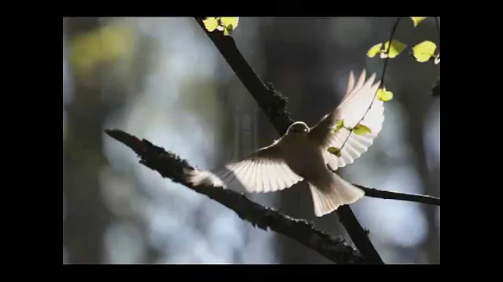 Laudate Dominum- Mozart- solo: Karl-Magnus Fredrik...