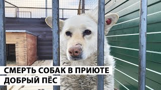 ЗАГАДОЧНАЯ СМЕРТЬ СОБАК В ПРИЮТЕ ДОБРЫЙ ПЁС ПОСЛЕ СМЕНЫ ХОЗЯИНА ХАБАРОВСК | Нетипичный Хабаровчанин