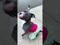 Octavia 5/20