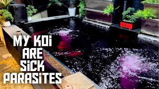 BUILDING MY NEW KOI POND GORW ON***MY KOI IN THE MAIN POND HAVE**PARASITES**I HAD TO TREAT WITH PP