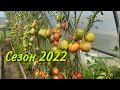 Обзор коллекционные томаты. Сезон 2022