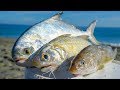 IMPRISONED for Eating this Fish...Catch n Cook (Pompano, Glass nose (moi), whiting)