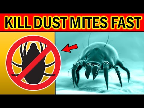 How to Get Rid of DUST MITES Quickly & Naturally?