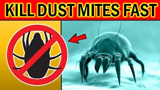 How to Get Rid of DUST MITES Quickly & Naturally? screenshot 3