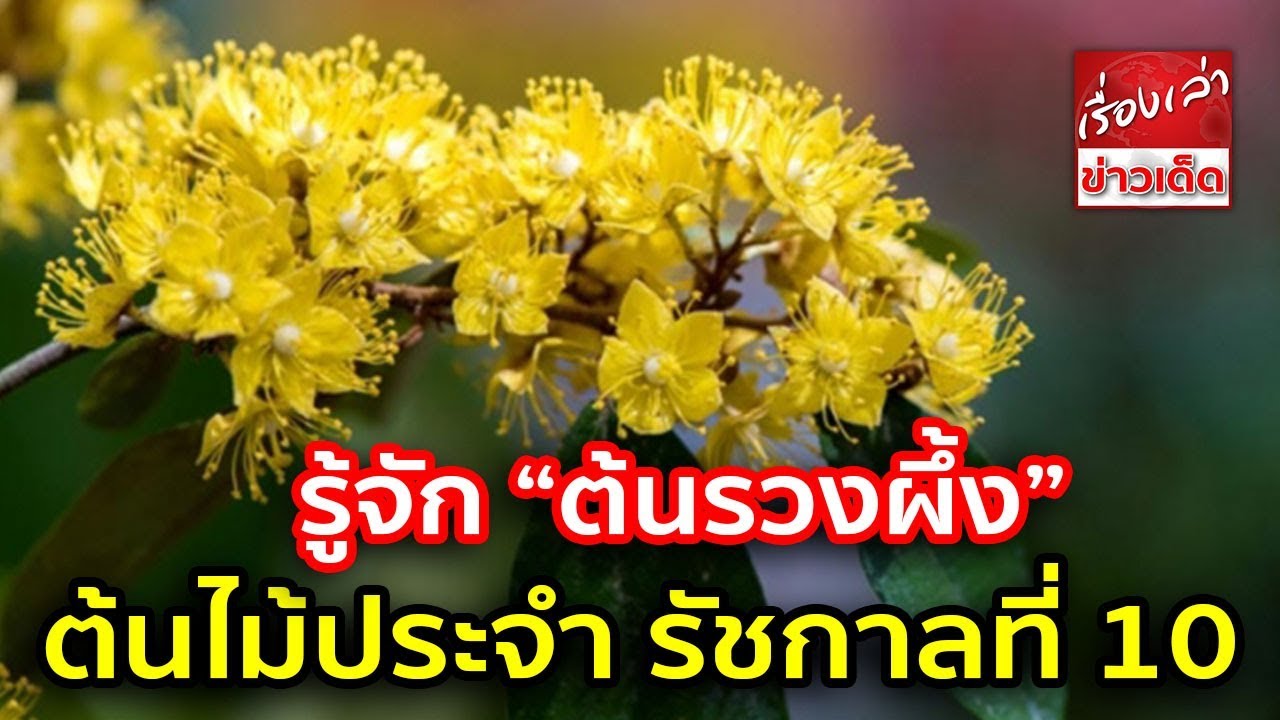 รู้จัก “ต้นรวงผึ้ง” Yellow Star ต้นไม้ประจำพระองค์ รัชกาลที่ 10