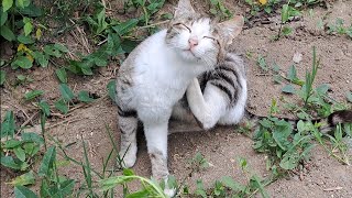 Cute cat eats grass. This cat is a cute cat.