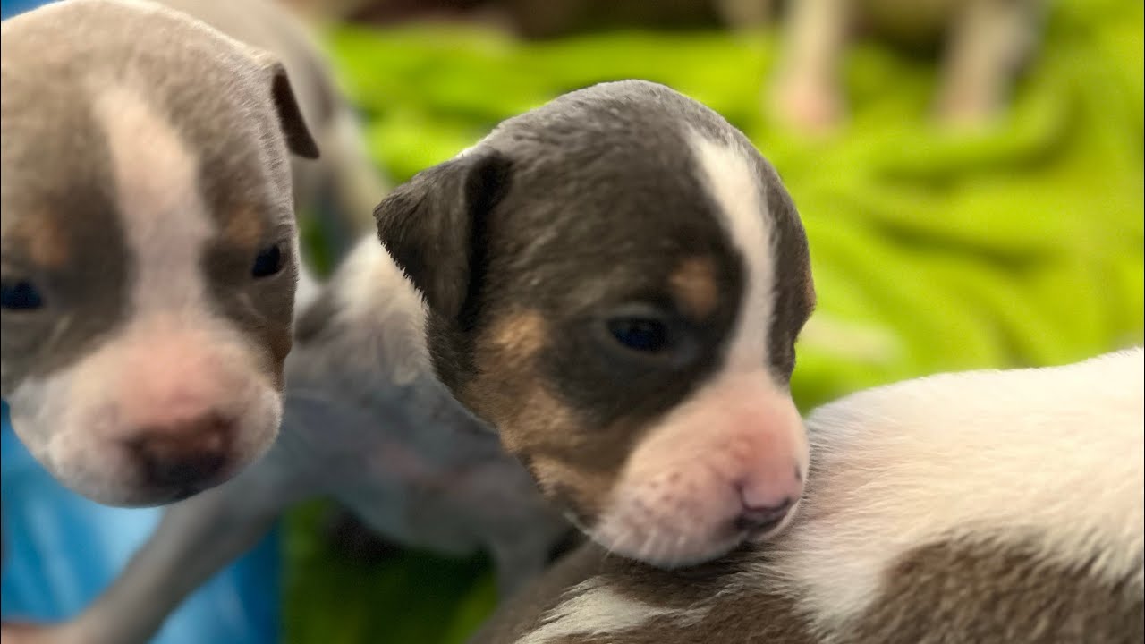 AMERICAN BULLY PITBULL TERRIER MIX TRI COLOR/ TRI CARRIER PUPPIES