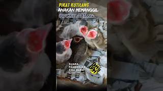 Download Lagu Suara Pikat kutilang anakan ribut  #kutilanggacorfighter #pikatkutilanggacor #kutilanggacor MP3