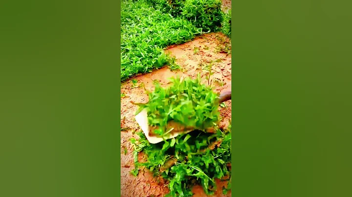 Cool way for farmers to harvest seeds with a shovel #shorts