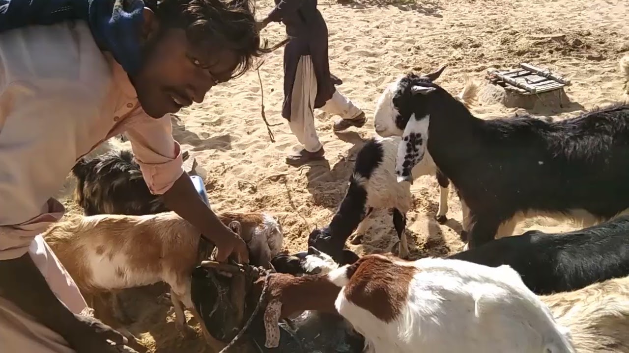 Donkey goats thar animals life