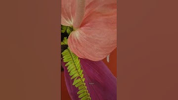 Thumbnail of Roses #love #song #spotify #travel #lifeisbutadream #beautifulflowers #flowers 😍😍😍😍