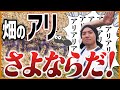 【大量発生】畑・庭に出た大量の蟻を安全に駆除する方法!