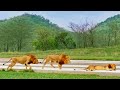 Lions Slowly Creep Up To and Attack Rival