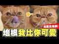 🐱培根我比你可愛! 流量比你高!🔥 │反骨│那對爸媽