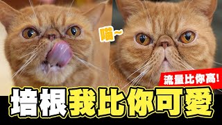 🐱培根我比你可愛! 流量比你高!🔥 │反骨│那對爸媽