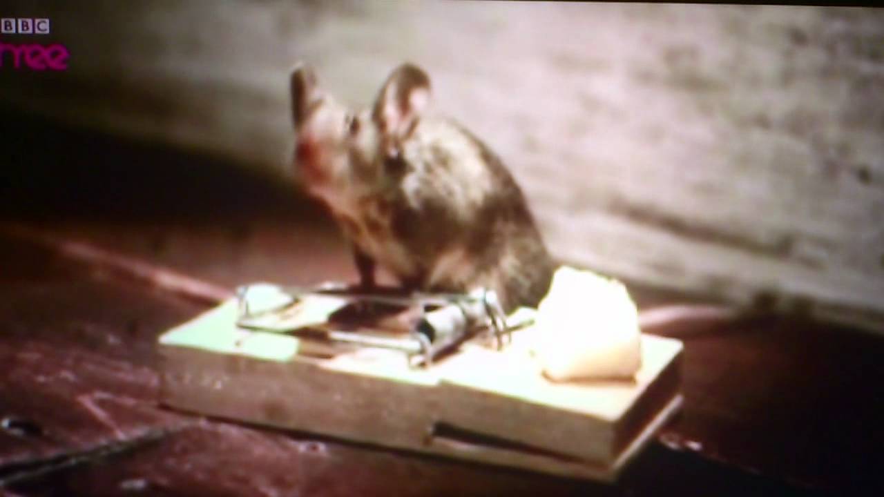 Mouse Trap Gif