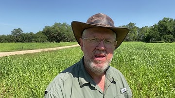 Sorghum Almum - Leafier Pastures! - Jaime Elizondo