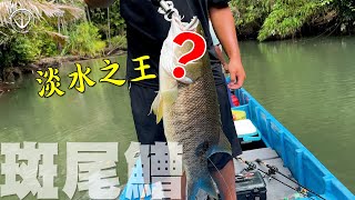 『印尼🇮🇩壹』淡水魚王者？這根本Discovery場景！遠征追夢巴布亞黑鱸！#鵝大人 #路亞 #青槽