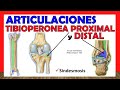 🥇 ARTICULACIONES TIBIOPERONEA PROXIMAL Y DISTAL (Sindesmosis Tibioperoneal). ¡Fácil y Sencillo!