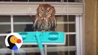 Guy Frees Owl From Kitchen Using a Swiffer | The Dodo