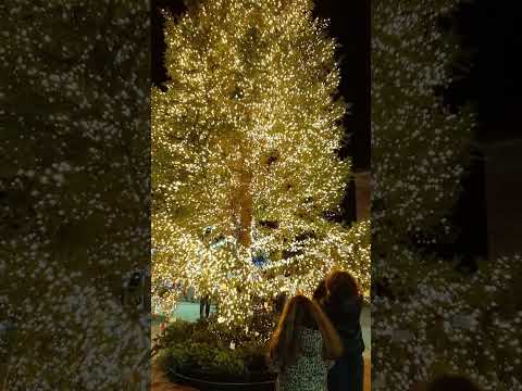 Το Χριστουγεννιάτικο Δέντρο στην Εύβοια με τα 60.000 λαμπιόνια