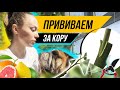 Прививка за кору на толстый подвой | прививаю лимон вариегатный на Каррубару