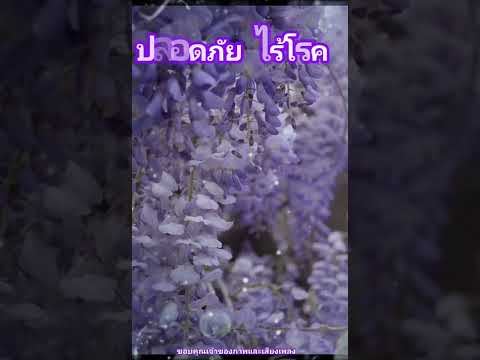 สวัสดีวันเสาร์  ** รักที่อยากลืม ** กวาง กมลชนก cover ( Ost.ใบไม้ที่ปลิดปลิว )