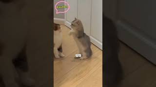 funny innocent cats - funny cat videos collection 2024