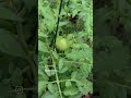 Garden tour! #gardening