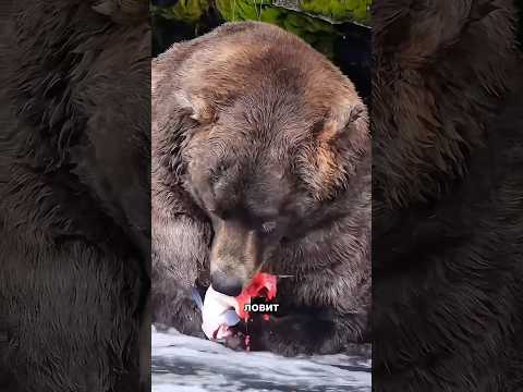 Почему медведи выбрасывают половину рыбы? #интересно #факты #природа #еда #shorts