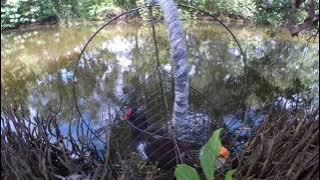 Chim trích ré mồi bông đột biến, la túc hét