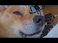 昼寝前のオイヌ様(雑種犬)