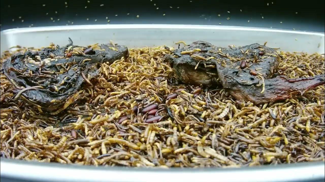 Maggots Eating Time Lapse Video Chicken YouTube
