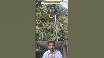 Welding Iron Poles on a Tree – Dangerous High-Altitude Work Without Safety! #welding #tools