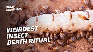 Why Termites Lick Their Own Queens to Death