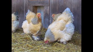 Brahma Chicken Farm - Belgium - Fauve herminé bleu/Blue buff columbian