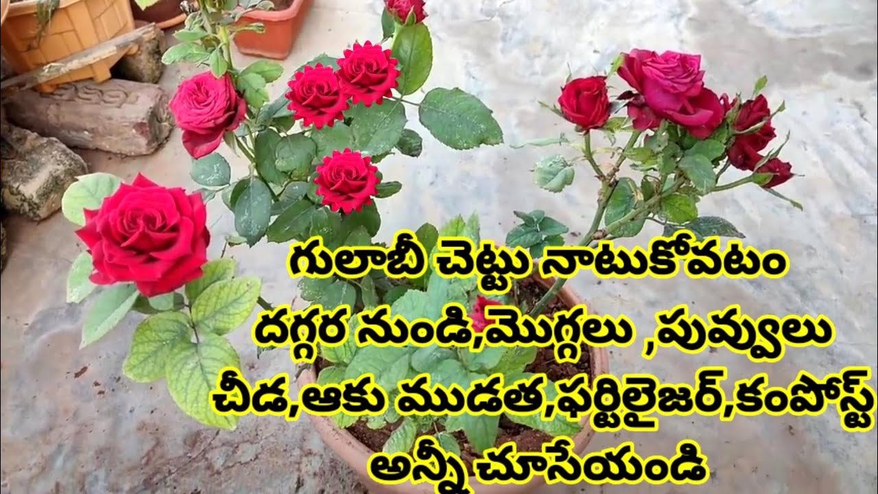 How To Grow Rose Plants With Bunch of Roses🌹 In Telugu Tips / grow rose