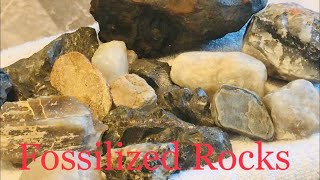 We found some fossilized clams