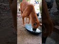 dog eat food #puppy